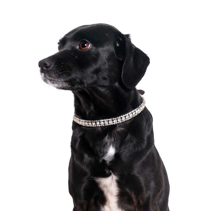 Collari per cani personalizzati TheOne Thin