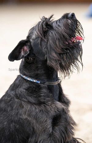 Collari per cani Slim Shine