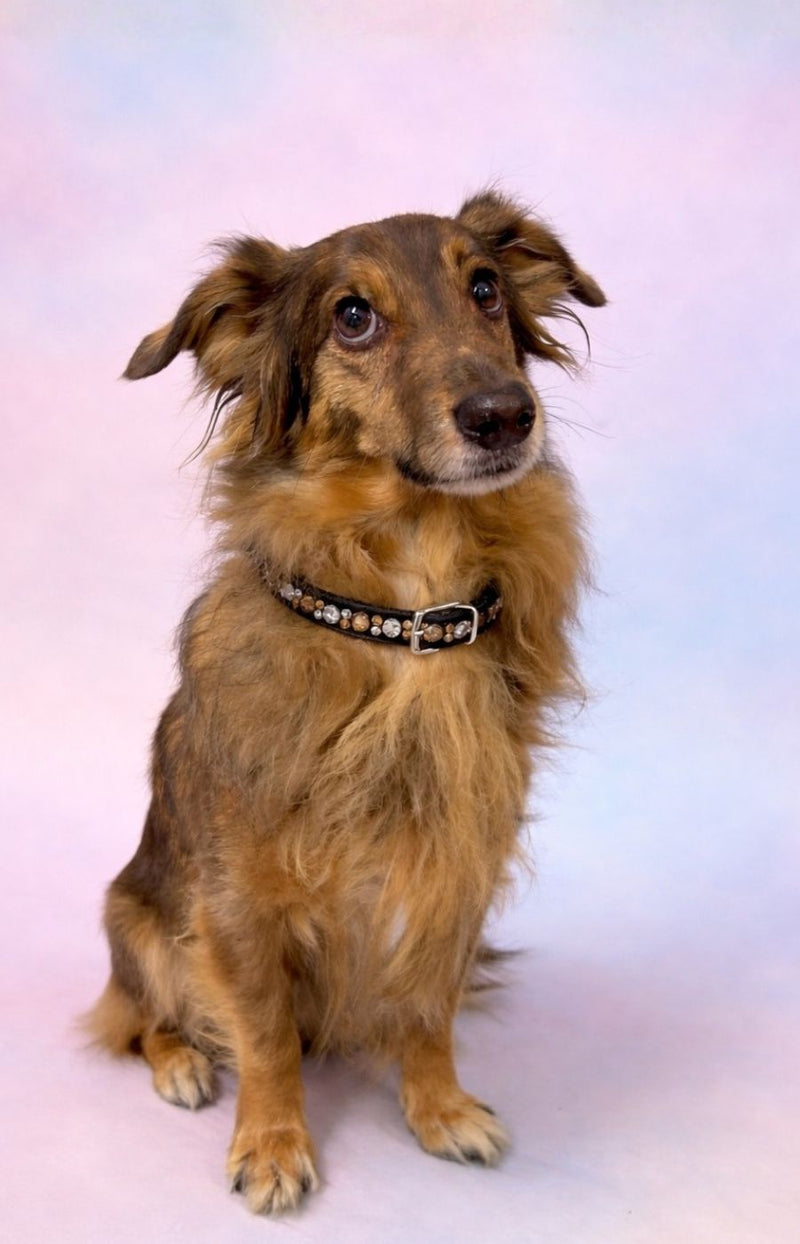 Sir Elliot, Vice Manager & Chief Barking Officer