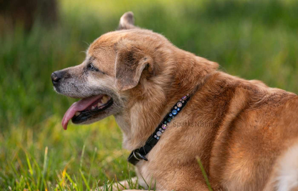 Collari per cani Slim Shine